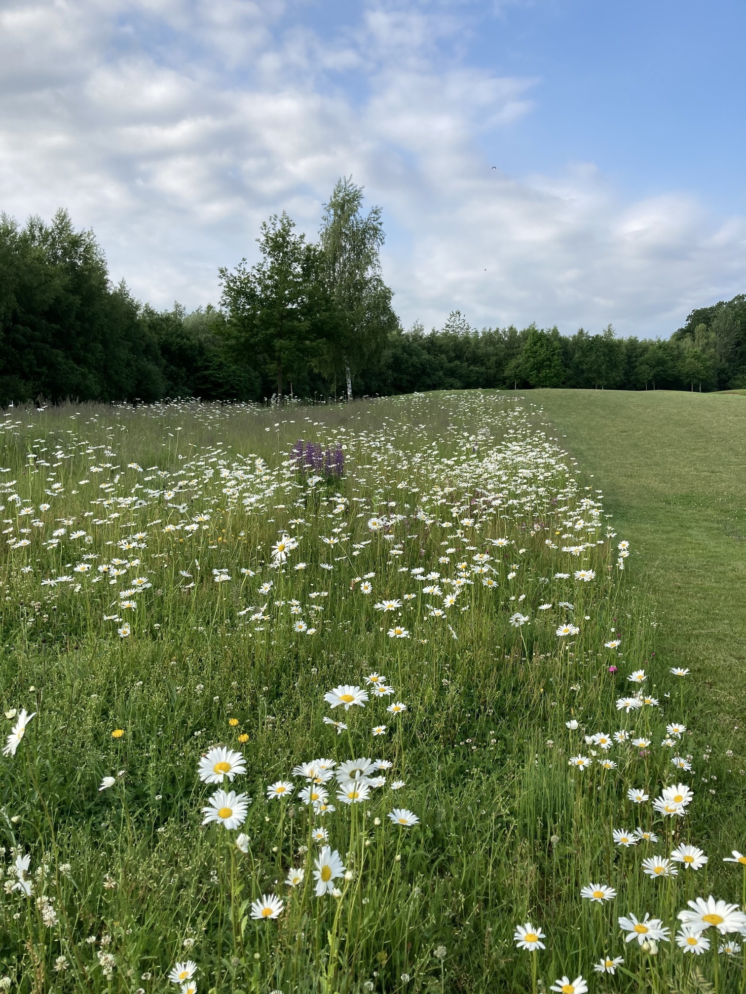 Förderung der Artenvielfalt auf Golfplätzen – Unser Club wirkt mit